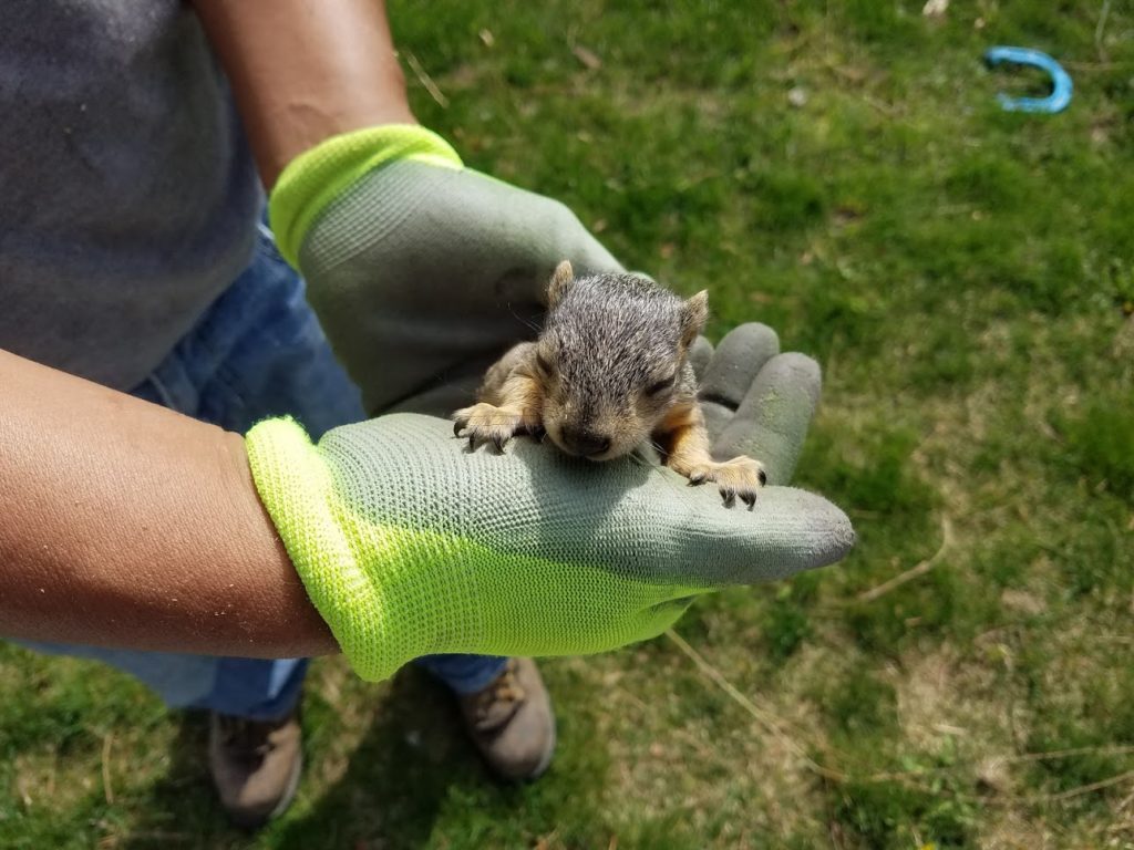 baby squirrel