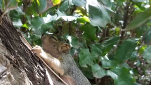baby squirrel in tree
