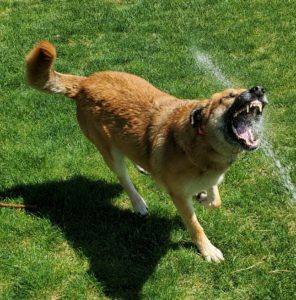 My Dog Doesn't Bite