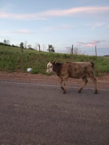 Home on the free range