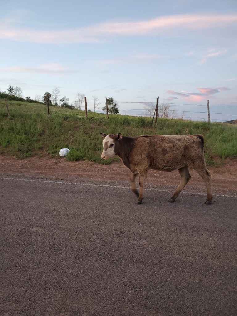 Home on the free range